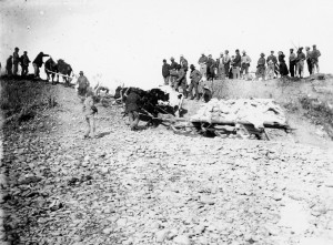 Oxen hauling goods up the banks of the Peace River in Fort St. John as part of an expedition to the Klondike Gold Rush. Photograph taken by Bruce Wark on his way to the Klondike in 1898. Courtesy of the Fort St. John North Peace Museum
